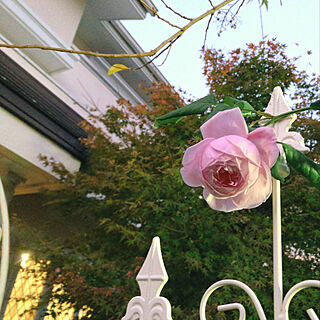 夕暮れの庭/アイアンフェンス/ナエマ/お庭/薔薇が好き...などのインテリア実例 - 2021-11-12 12:50:57