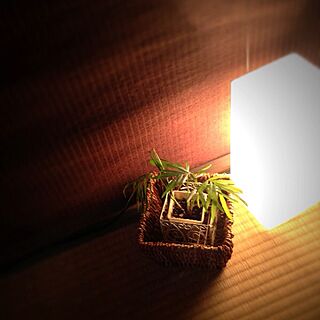 部屋全体/間接照明/一階和室/植物のインテリア実例 - 2013-07-11 12:59:35