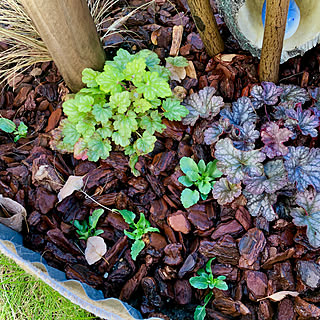 カレックス/ヒューケラドルチェフローズンマスカット/ビオラ♡/植物のある暮らし/挿し芽で増やす...などのインテリア実例 - 2021-11-13 12:45:00