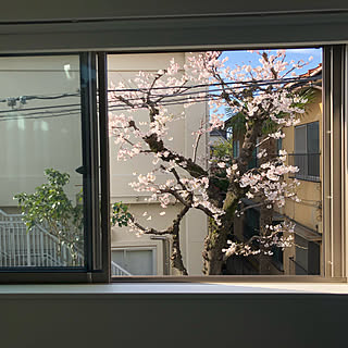春だね〜/桜の見える家/ピクチャーウィンドウ/リビングのインテリア実例 - 2022-03-27 07:56:43