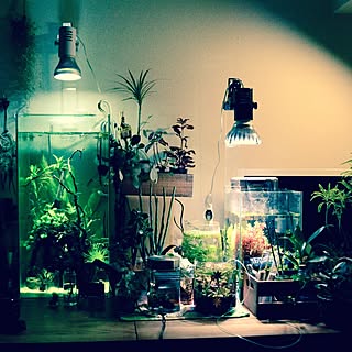 観葉植物 水草のおしゃれなアレンジ 飾り方のインテリア実例 Roomclip ルームクリップ