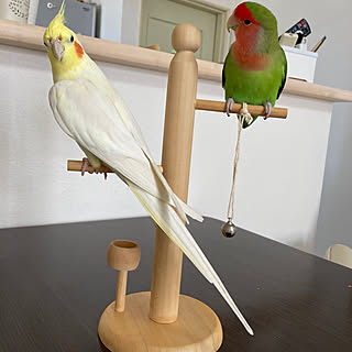 机/止まり木/犬/鳥/インコ...などのインテリア実例 - 2023-09-28 23:31:31