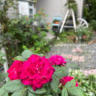 秋薔薇/薔薇が好き♡/花が好き♡/植物のある暮らし/自然を感じる暮らし...などのインテリア実例 - 2020-09-13 19:28:12