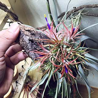 s-Tillandsia/エアープランツ/チランジア/NO GREEN NO LIFE/tillandsiaのインテリア実例 - 2016-03-20 11:36:08