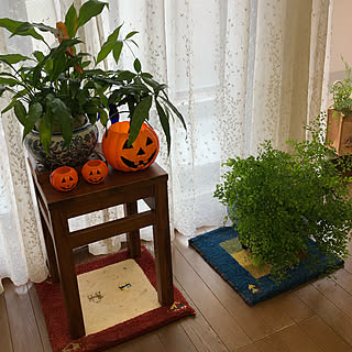 スキャンティーク 家具/観葉植物/グリーンのある暮らし/アジアンタムが好き/リビングのインテリア実例 - 2020-09-21 16:54:00