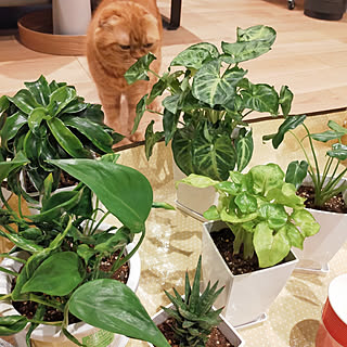 IG→hm_myhome/みどりのある暮らし/グリーンは全部本物/観葉植物のある暮らし/グリーンのある暮らし...などのインテリア実例 - 2021-03-25 08:30:33