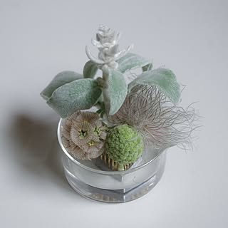 植物/ディスプレイ/観葉植物/賃貸でも諦めない！/植物のある暮らし...などのインテリア実例 - 2017-06-02 00:08:20