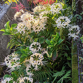 玄関/入り口/裏庭の花/ヒガンバナ/白い花/季節の花...などのインテリア実例 - 2021-09-24 06:57:39