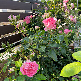 庭/バラ/花のある暮らし/今日の薔薇/ストロベリーアイス...などのインテリア実例 - 2022-05-18 08:16:05