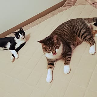 完全室内飼い/猫大好き♥/ねこと暮らす/ねこが好き/殺処分のない世界...などのインテリア実例 - 2017-06-09 18:33:09