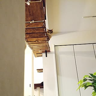 壁/天井/ねこのいる日常/ねこと暮らす。/DIY/猫...などのインテリア実例 - 2016-10-04 21:47:49