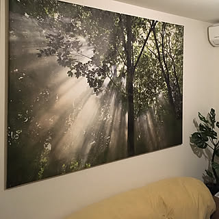 壁掛け写真/IKEA/観葉植物/壁/天井のインテリア実例 - 2019-04-13 20:56:34