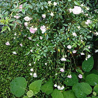 白い花が好き/ツル薔薇舞姫/緑が好き♡/グリーンが好き/アナベル...などのインテリア実例 - 2019-05-29 07:53:43