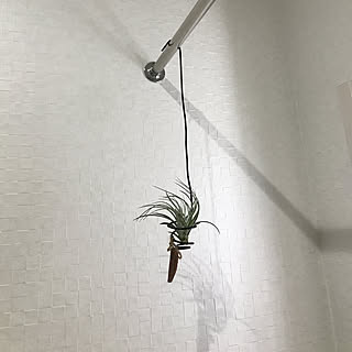 吊り下げ観葉植物/エアープランツ/バス/トイレのインテリア実例 - 2018-07-10 09:42:31