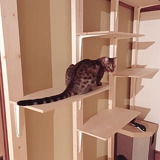 棚/DIY/2×4材/キャットステップ/ねこのいる風景...などのインテリア実例 - 2017-05-02 22:49:14