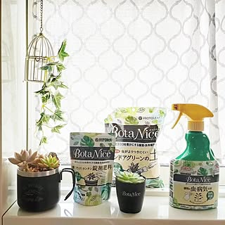 観葉植物/多肉植物/植物のある暮らし/虫対策/BotaNice...などのインテリア実例 - 2023-07-31 20:01:02