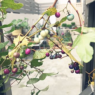 壁/天井/自生する子は引きちぎるよ/植物ガーランド/河川敷は宝庫/空き地は宝庫...などのインテリア実例 - 2016-11-21 12:05:52