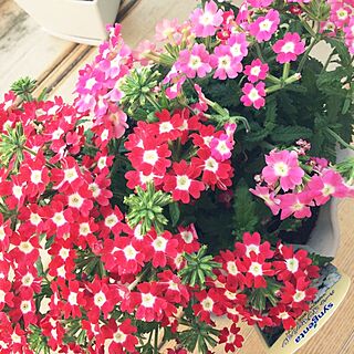 玄関/入り口/お花色々/植物のインテリア実例 - 2014-05-19 16:56:41