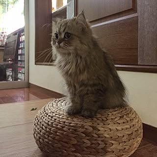 リビング/ねこのいる日常/ペルシャ猫/ねこ/あんず...などのインテリア実例 - 2016-06-07 07:31:20