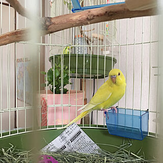 リビング/カランコエ/セキセイインコ/インコと暮らす家/鳥カゴのインテリア実例 - 2018-05-03 15:22:52