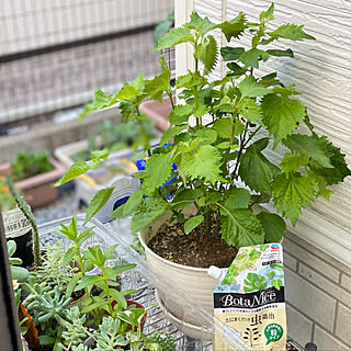 しそ栽培のインテリア実例 Roomclip ルームクリップ