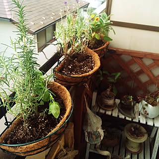 玄関/入り口/模様替え中/動物フィギア/観葉植物/植物...などのインテリア実例 - 2015-04-16 17:39:31