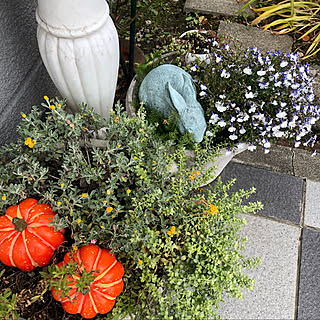 庭のお花/花のある暮らし/花の写真/花が好き♪/小物たち...などのインテリア実例 - 2020-10-16 10:06:49