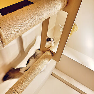 棚/猫スペース/猫のいる風景/猫との暮らし/木登りキャットタワー...などのインテリア実例 - 2020-04-04 20:24:04