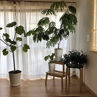 IKEA/観葉植物/築45年以上/エバーフレッシュ/リノベーション...などのインテリア実例 - 2020-06-02 16:27:30