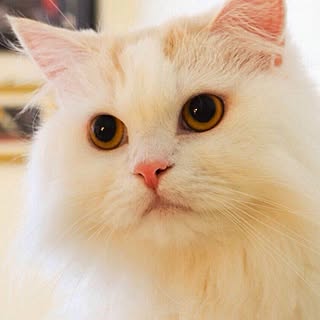 猫/ねこバカ部/ねこ族/ねこのいる日常/ネコ科...などのインテリア実例 - 2014-10-23 22:28:59