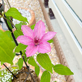 開花/クレマチス/建売住宅/いいねありがとうございます♡/4人家族とキジトラ君...などのインテリア実例 - 2022-06-10 16:10:34