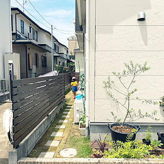 オリーブの鉢植え/庭　DIY/子供と暮らす家/庭/一戸建て...などのインテリア実例 - 2020-06-15 15:09:31