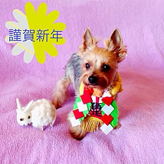 ベッド周り/ペット/愛犬/小虎/犬部♪...などのインテリア実例 - 2015-01-02 02:54:13