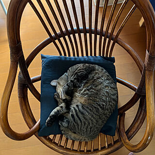 ラタンチェア/藤の椅子/ねこのいる日常/猫と暮らす/猫と暮らす家...などのインテリア実例 - 2023-03-08 15:38:51