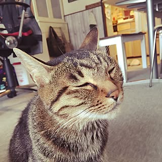 リビング/賃貸/ねこ部/ねこ族/動物が好き♡...などのインテリア実例 - 2016-02-24 11:31:17