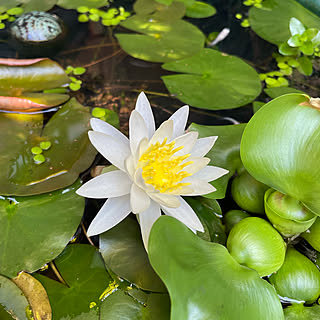 水草/なかなか消せないカメラマーク/初めての開花/睡蓮の花/めだか♡...などのインテリア実例 - 2021-07-24 10:54:31