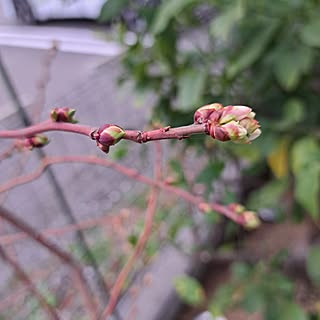 部屋全体/季節を楽しむ暮らし/庭の花/はなのある暮らし/庭のある暮らし...などのインテリア実例 - 2024-02-20 17:13:10