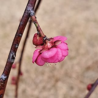 部屋全体/花が咲きました♡/しだれ梅のインテリア実例 - 2024-01-31 11:36:37