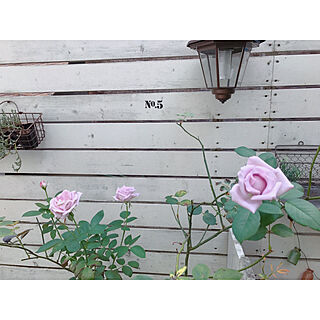玄関/入り口/rose/薔薇/板壁DIY/お庭...などのインテリア実例 - 2017-08-25 10:24:26