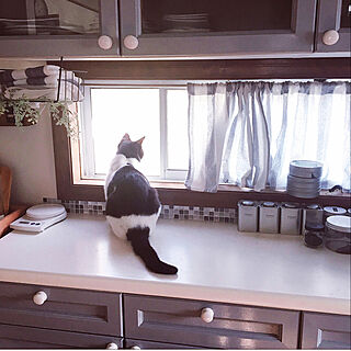 窓と猫の物語2021withYKKAP/ねこと暮らす。/キッチンのインテリア実例 - 2021-11-12 20:57:24