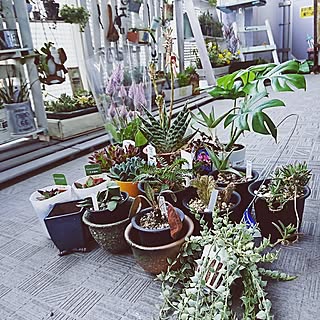 バス/トイレ/買い物/植木市/植物中毒/NO GREEN NO LIFE...などのインテリア実例 - 2017-03-19 20:13:15