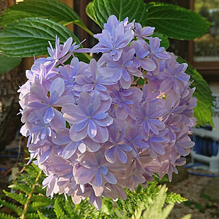 万華鏡 紫陽花のおしゃれなアレンジ 飾り方のインテリア実例 Roomclip ルームクリップ