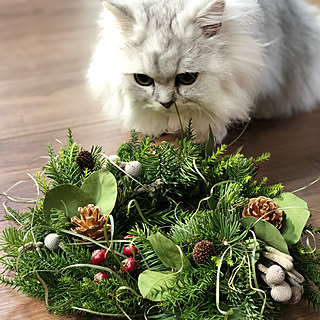 うちの猫/クリスマスの準備/注文住宅新築/手作り/クリスマス...などのインテリア実例 - 2021-11-29 21:06:25