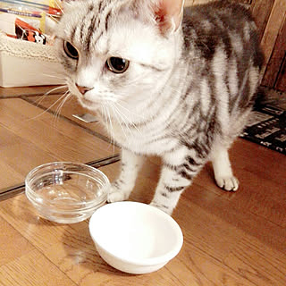 キッチン/ねこと暮らす/にゃんこ/アメリカンショートヘア/お水飲み比べ♡のインテリア実例 - 2017-09-06 15:51:34