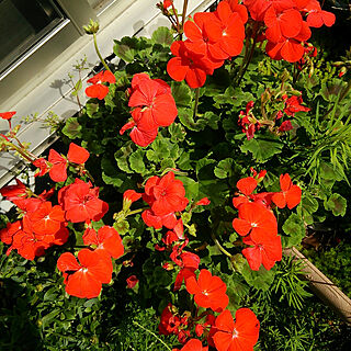 玄関/入り口/ガーデニング/植物/赤い花/ゼラニュウムのインテリア実例 - 2018-05-11 08:51:12