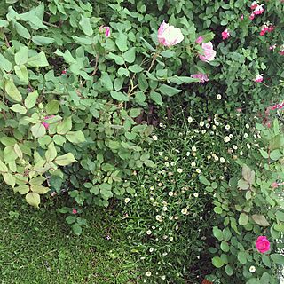 机/机ではありません。/薔薇/お庭/庭のお花...などのインテリア実例 - 2017-05-05 17:57:56