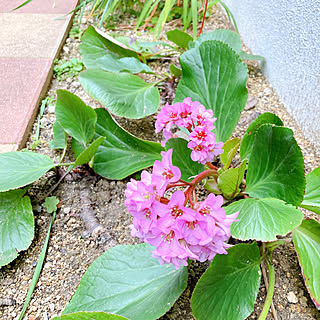 裏庭/植物のある暮らし/小さい庭/いいね！フォローありがとうございます/ヒマラヤユキノシタ...などのインテリア実例 - 2021-03-12 21:28:01