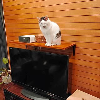 DIY/ねこと暮らす/壁/天井のインテリア実例 - 2020-09-29 11:19:58