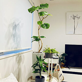 テレビボード/ウンベラータ成長中/IKEAのワゴン/IKEAのサイドテーブルを植物スペースに/ディスプレイ棚...などのインテリア実例 - 2022-12-30 07:11:59