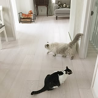 玄関/入り口/ねこばかりすみませんm(._.)m/やっぱり猫が好き/いつもいいねやコメントありがとう♡/猫のいる日常...などのインテリア実例 - 2016-03-12 08:24:39